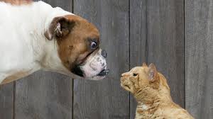 Dogs vs. Cats – Why Dogs are better